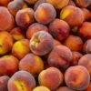 Contender Peach -Fruit Tree Shop shutterstock 592176266 355a588d 42e8 4048 915e 40e388c01a97 1