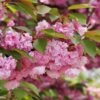 Kwanzan Flowering Cherry 2 Kwanzan Flowering Cherry -Fruit Tree Shop shutterstock 70266937 kwanzan blossoms 2 1