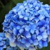 Forever Blue Hydrangea 1 Forever Blue Hydrangea -Fruit Tree Shop shutterstock 90050737 1