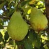 Butt European Perry Pear 1 Butt European Perry Pear -Fruit Tree Shop shutterstock image 10 1