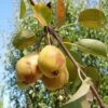 Theilersbirne European Perry Pear -Fruit Tree Shop shutterstock image 6 1 1