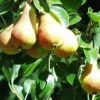 Bella Di Guigno European Pear -Fruit Tree Shop shutterstock image 8 1