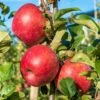 Early Pink Lady Apple 2 Early Pink Lady Apple -Fruit Tree Shop shutterstock image 943b9d3d e7a9 422a 8518 cd4d734f9699 1