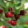 Hudson Cherry -Fruit Tree Shop shutterstock 109532414hudson