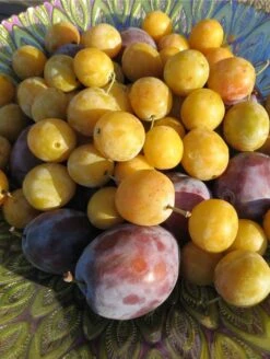 Best Seller -Fruit Tree Shop shutterstock 1427325371