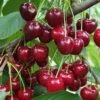 Danube Cherry 2 Danube Cherry -Fruit Tree Shop shutterstock 1455581603 1