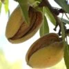 Hall's Hardy Almond -Fruit Tree Shop shutterstock 310404764