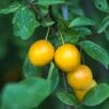 Mirabelle De Nancy European Plum -Fruit Tree Shop shutterstock 475989046