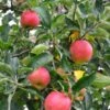 Foxwhelp Cider Apple 2 Foxwhelp Cider Apple -Fruit Tree Shop shutterstock 585414392 1