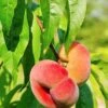 Saturn Peach -Fruit Tree Shop shutterstock 81081247