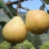 Hendre Huffcapp European Perry Pear 2 Hendre Huffcapp European Perry Pear -Fruit Tree Shop shutterstock image 17
