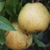 White Doyenne European Pear -Fruit Tree Shop shutterstock image 8 1 1