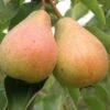 Stuttgarter Geishirtle European Pear 2 Stuttgarter Geishirtle European Pear -Fruit Tree Shop shutterstock image 9 1 1