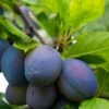 Combo European Plum Tree (5 Varieties) 2 Combo European Plum Tree (5 Varieties) -Fruit Tree Shop stanley plum 2 4f06ff11 b592 49c3 b51f abdeb058e617