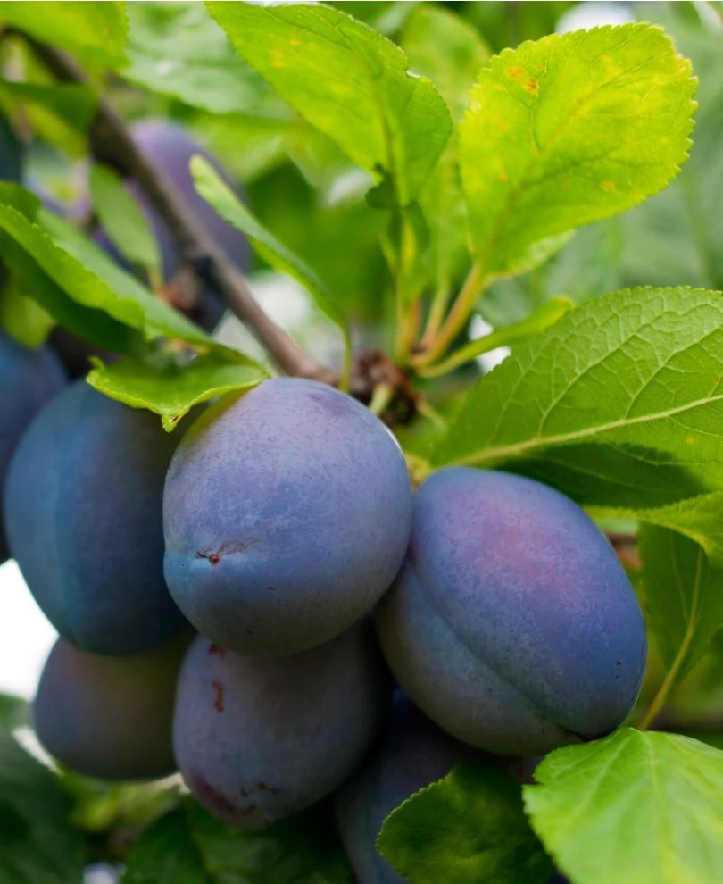 Combo European Plum Tree (5 Varieties) 3 Combo European Plum Tree (5 Varieties)