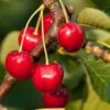 Stella Cherry -Fruit Tree Shop stella cherry