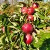 Tasty Red™ Urban® Columnar Apple -Fruit Tree Shop tasty red 1 1