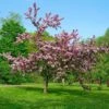 Thundercloud Flowering Plum -Fruit Tree Shop thundercloud flowering plum 1 1