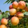 Tomcot Apricot -Fruit Tree Shop tomcot apricot