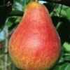 Combo European Pear Tree (5 Varieties) 1 Combo European Pear Tree (5 Varieties) -Fruit Tree Shop ubileen pear c0a0a025 0c48 42ed 8a1a 9a0bbf024063 1